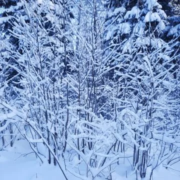 Winter forest Stock Photos