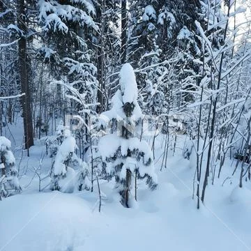 Winter forest Stock Photos