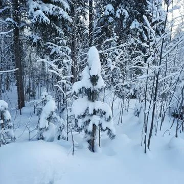 Winter forest Stock Photos