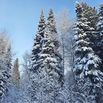 Winter forest Stock Photos