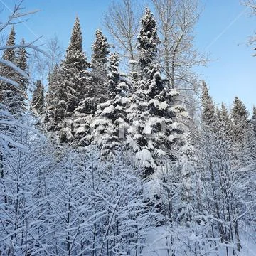 Winter forest Stock Photos