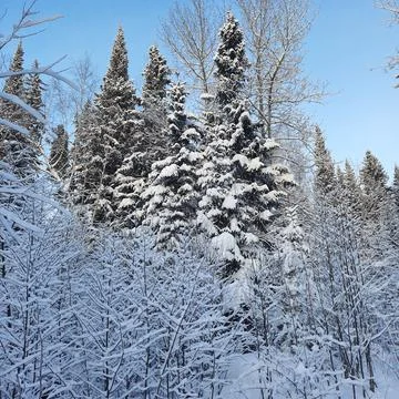 Winter forest Stock Photos