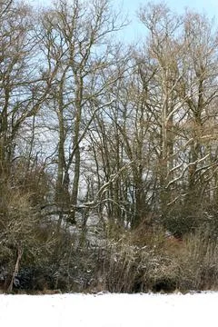 Winter forest Stock Photos