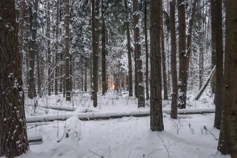 Winter forest Stock Photos
