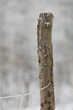 Winter in forest Stock Photos