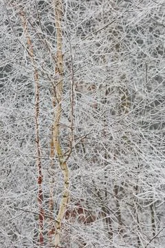 Winter in forest Stock Photos