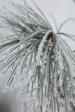 Winter in forest Stock Photos
