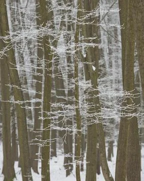 Winter in forest Stock Photos