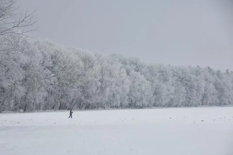 Winter in forest Stock Photos