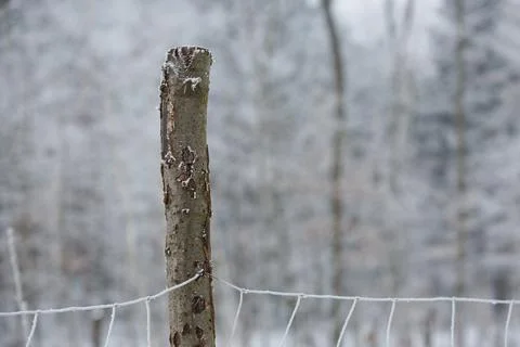 Winter in forest Stock Photos