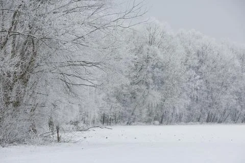 Winter in forest Stock Photos