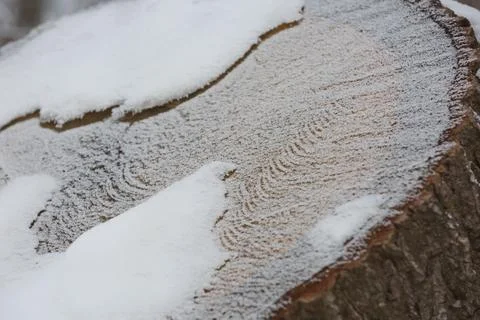 Winter in forest Stock Photos