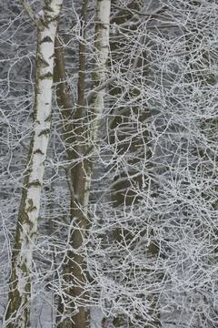 Winter in forest Stock Photos