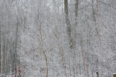 Winter in forest Stock Photos