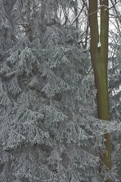 Winter in forest Stock Photos