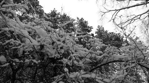 Winter Forest Stock Photos