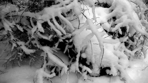 Winter Forest Stock Photos