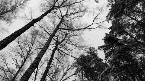 Winter Forest Stock Photos