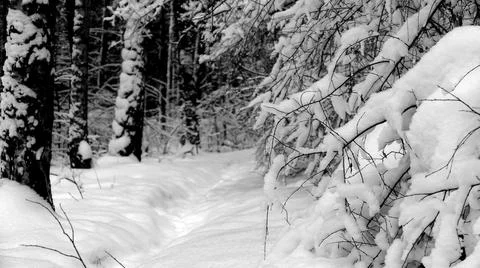 Winter Forest Stock Photos