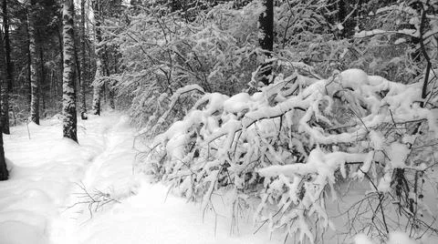 Winter Forest Stock Photos