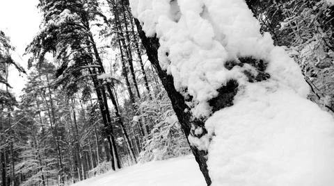 Winter Forest Stock Photos