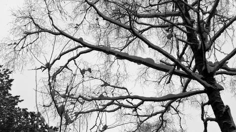 Winter Forest Stock Photos