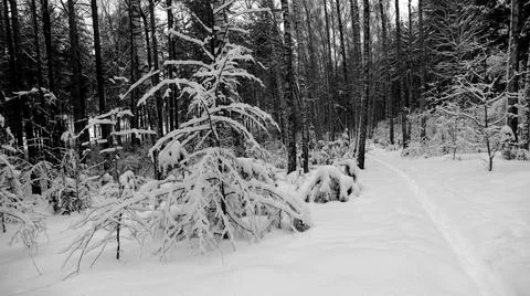 Winter Forest Stock Photos