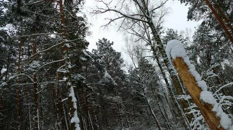 Winter Forest Stock Photos