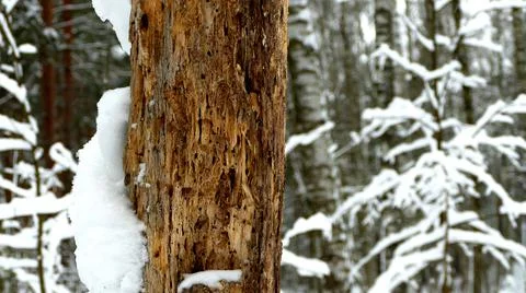 Winter Forest Stock Photos