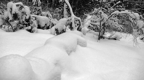 Winter Forest Stock Photos