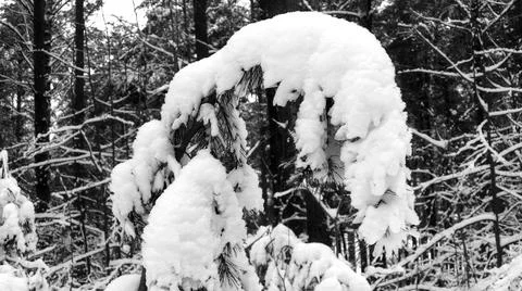 Winter Forest Stock Photos