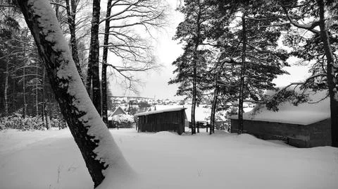 Winter Forest Stock Photos