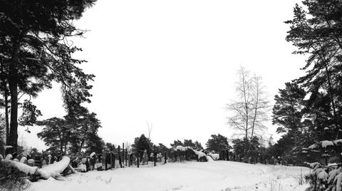 Winter Forest Stock Photos