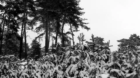 Winter Forest Stock Photos