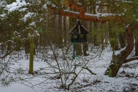Winter in forest Stock Photos