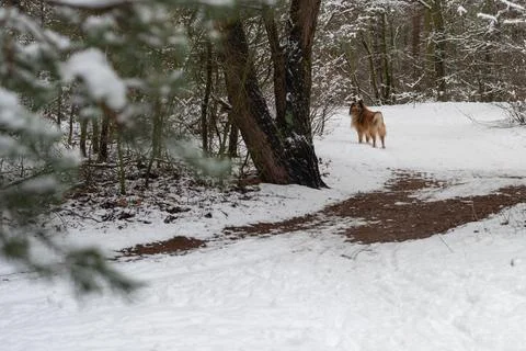 Winter in forest Stock Photos