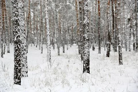 Winter in forest Stock Photos