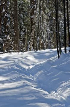 Winter forest Stock Photos