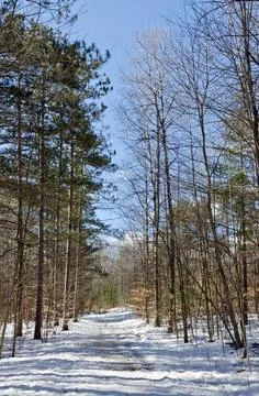 Winter forest Stock Photos