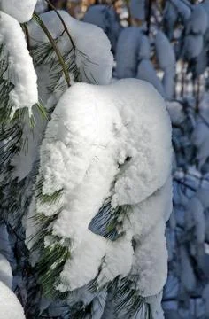 Winter forest Stock Photos