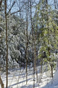 Winter forest Stock Photos