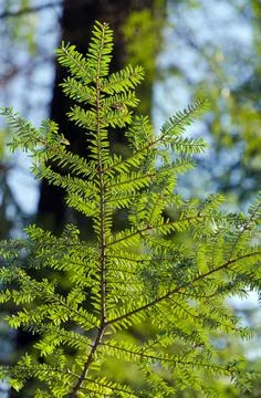 Winter forest Stock Photos