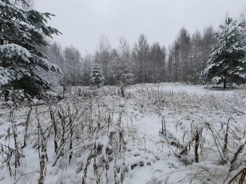 Winter forest Stock Photos