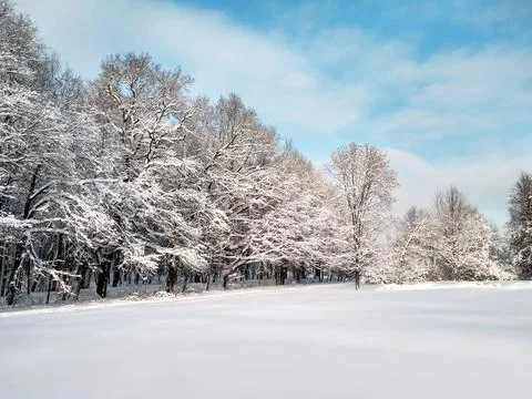 Winter forest Fotos Stock