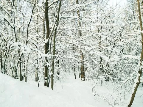 Winter forest 스톡 사진