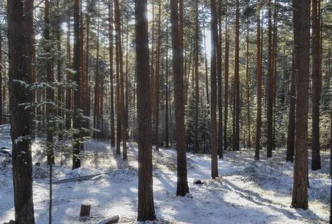 Winter forest Stock Photos
