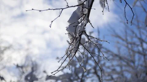 Winter Forest Stock Photos