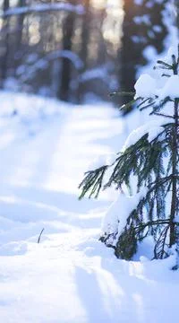 Winter forest Stock Photos