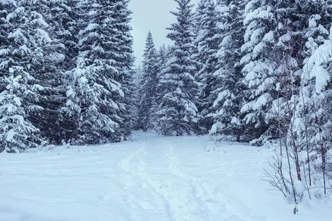 Winter forest Foto stock