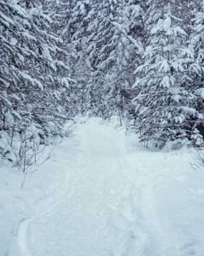 Winter forest Stock Photos